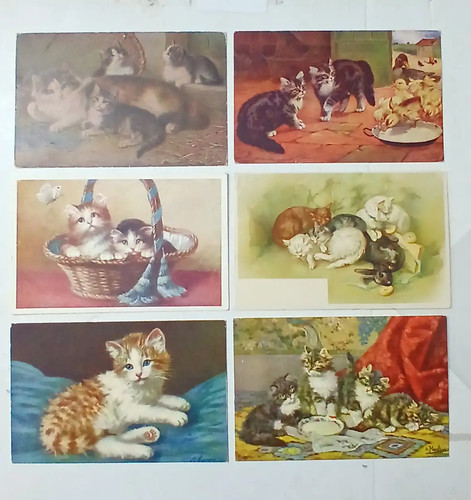 Gatti cats lotto - cats-lotto, 6