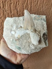 Fossili * GRANDE DENTE SQUALO