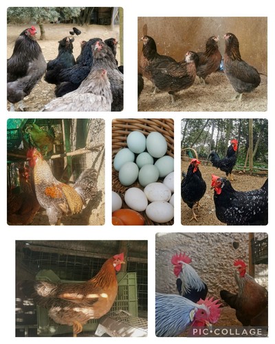 Uova fertili galline razze