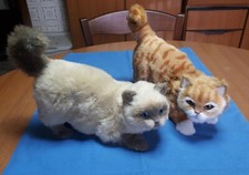 Due meravigliosi Gatti in