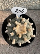 Pianta di cactus rara 1 pz 7