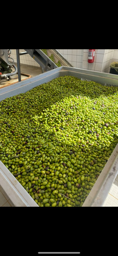 Olio extravergine oliva - olio,