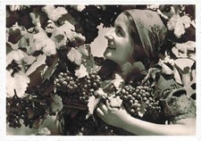 Vino Vino Vin Vino--