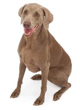 Adesivo per cani sticker