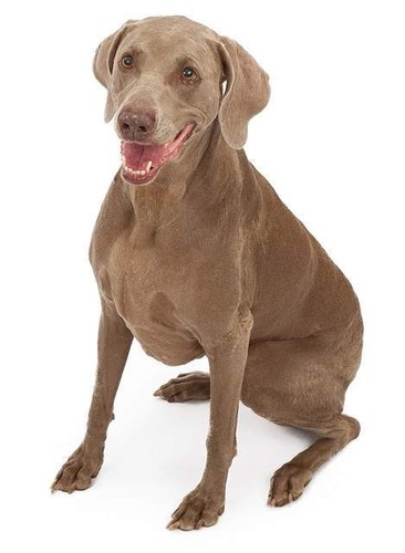 Adesivo per cani - , sticker