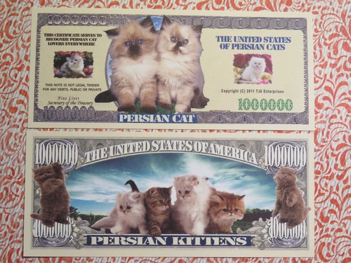 Stati uniti gatti persiani - uniti,