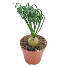 Albuca Spiralis Ø 5,5 cm - piante grasse - Cactus - collezione