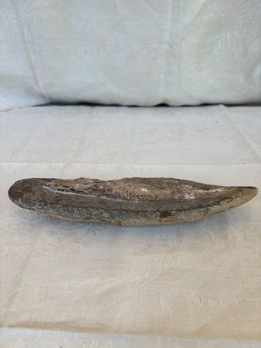 Fossile pesce antico dal - fossile,