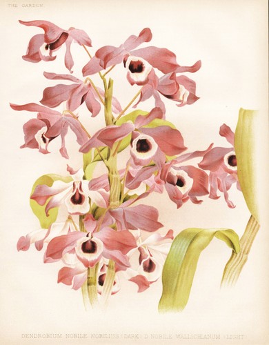 Dendrobium nobile orchidea
