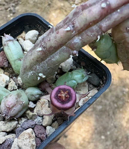 Huernia procumbens - huernia,