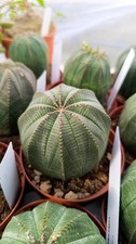 Euphorbia obesa succulente