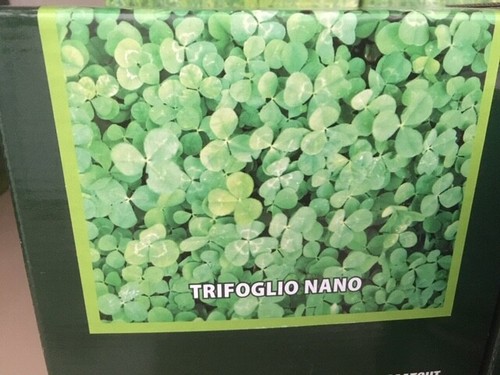 Semi per prato trifoglio nano - prato,