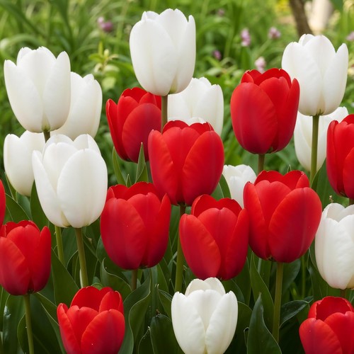 Bulbi fiori misti - bulbi,