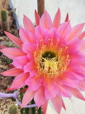 Echinopsis-trichocereus hybrid