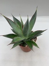Agave Attenuata Shaka Zulu Pot