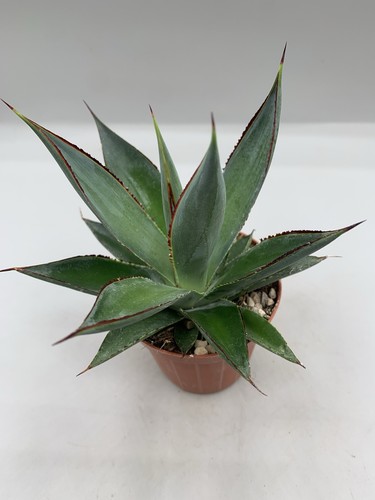 Agave attenuata shaka zulu pot - attenuata,