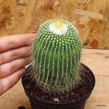 Notocactus leninghausii
