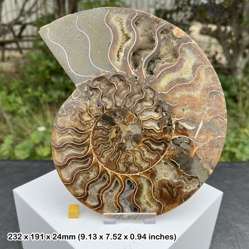 Polished ammonite fossil half