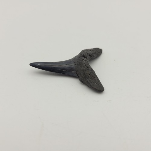 Carcharias cuspidata fossile