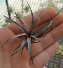 tillandsia capitata dominican
