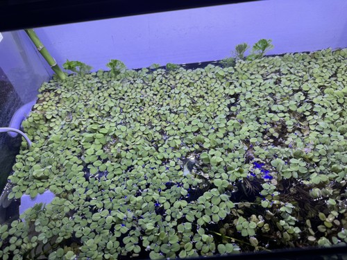 Piante acquario dolce - piante,