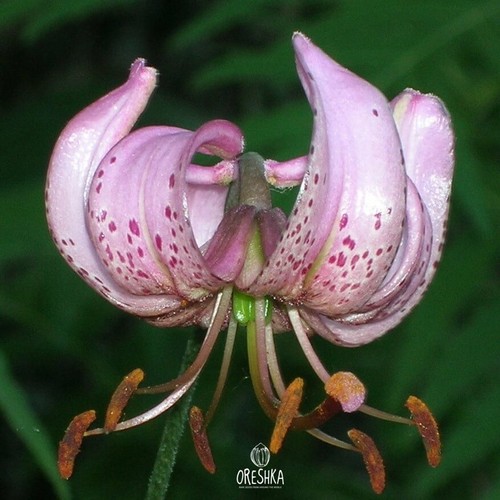 Rare wild lilium - wild,