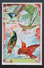 Immagine cromata CICORIA