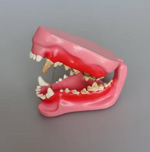 Modello anatomico denti malati