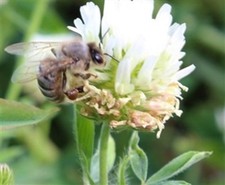 Semi di trifoglio Frosty