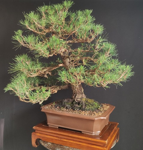 Bonsai esemplare pino nero - bonsai,