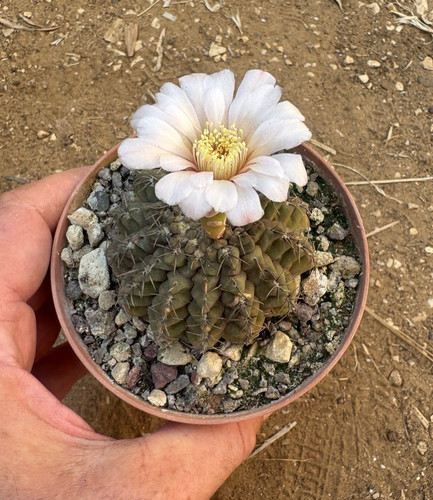 Gymnocalycium quehlianum - gymnocalycium,