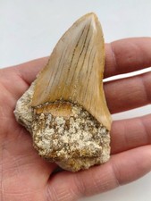 Dente di Megalodonte 8 x 5 cm-