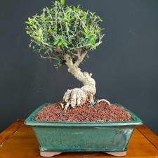 BONSAI SHOIN DI OLIVASTRO MAIORCHINO