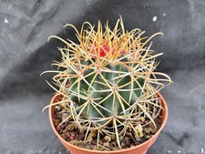 Ferocactus chrysacanthus - ferocactus,