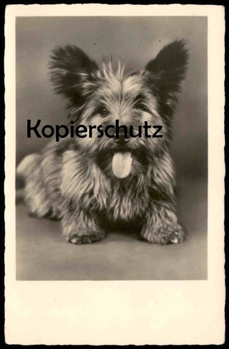 Antica cartolina cairn terrier - antica,