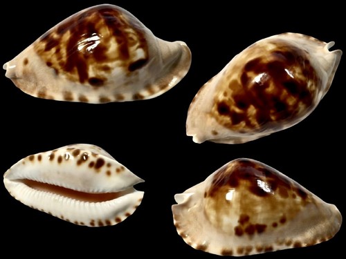 Cypraea zoila marginata - zoila, f