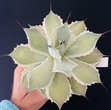 Agave Potatorum Eye Scream