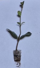 2 piante Rhyncospermum, Falso