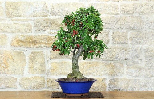 Bonsai pyracantha coccinea - bonsai,