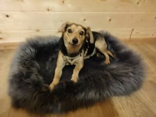 Cuccia per cani in vera pelle