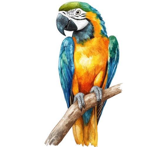 Adesivi pappagallo - adesivi,