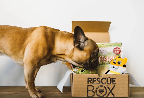 Idea regalo box cane dog - regalo,