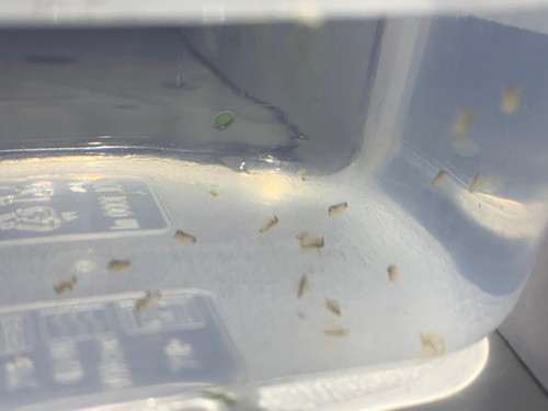 Starter dafnia daphnia - starter,