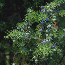 Juniperus communis - ginepro
