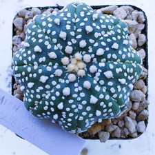 Astrophytum Asterias