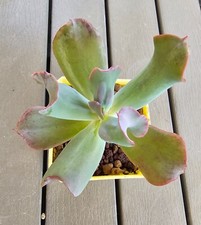 Echeveria culibra - echeveria,