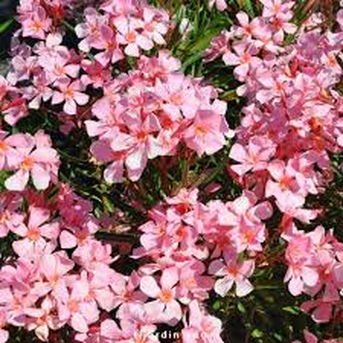 Oleandro nerium oleander - oleandro,