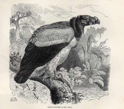 Stampa antica 1894 avvoltoio - antica,