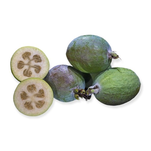 Pianta feijoa acca - di,