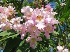 Pianta chitalpa pink - di,